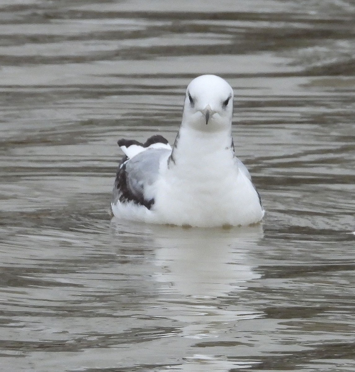 Black-legged Kittiwake - ML545663701