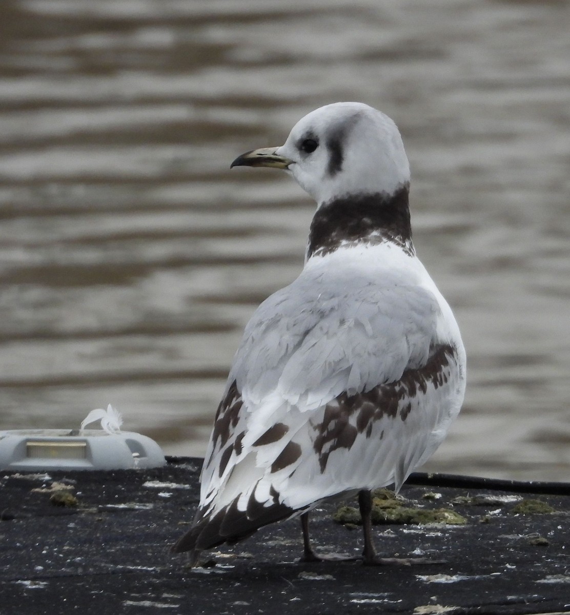 Black-legged Kittiwake - ML545663711