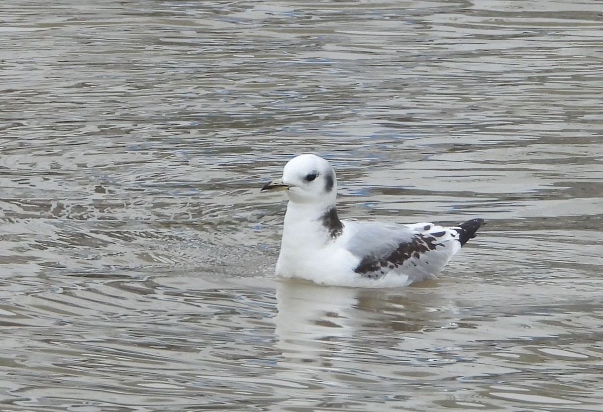 Mouette tridactyle - ML545663721