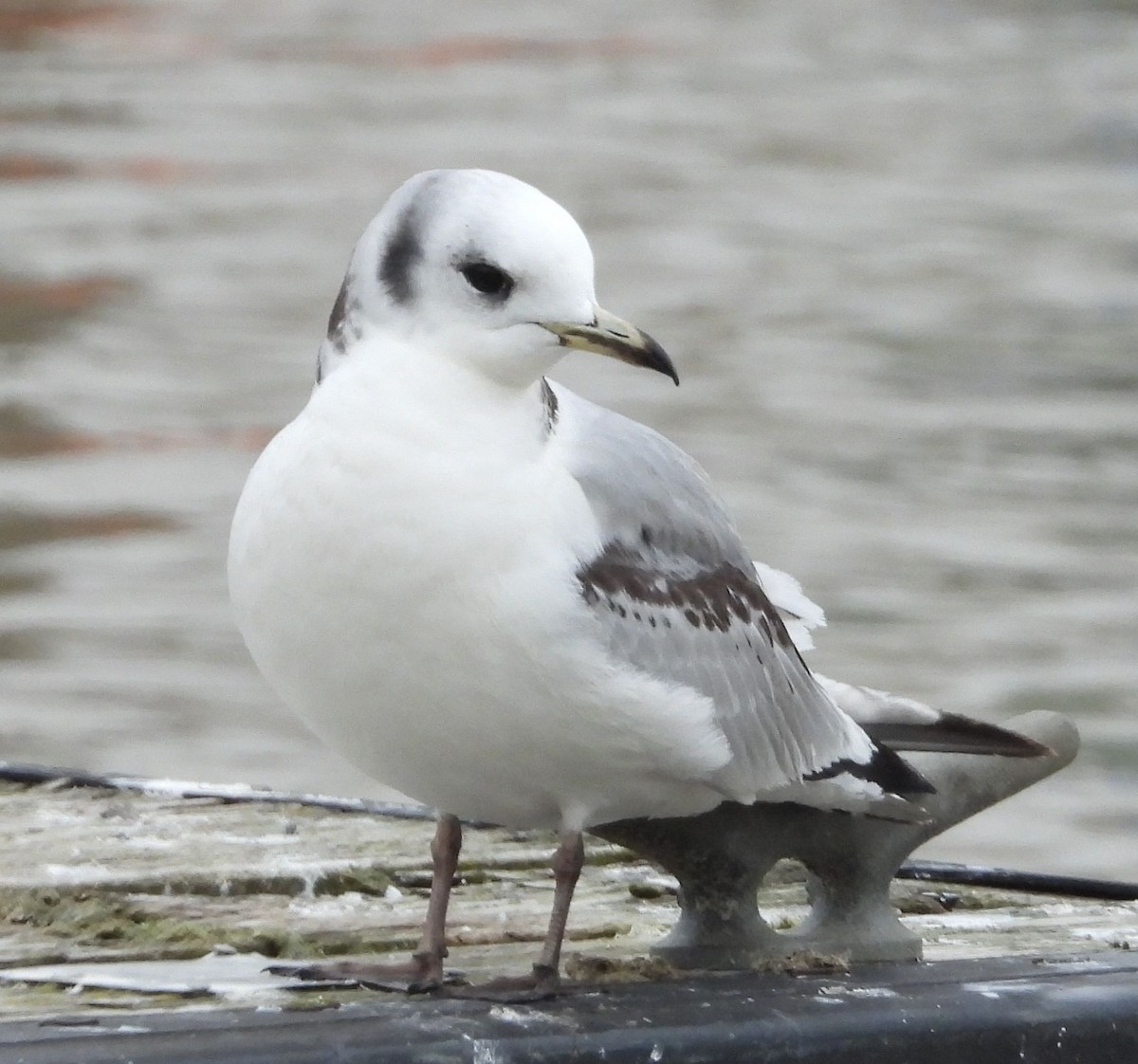 Black-legged Kittiwake - ML545663731