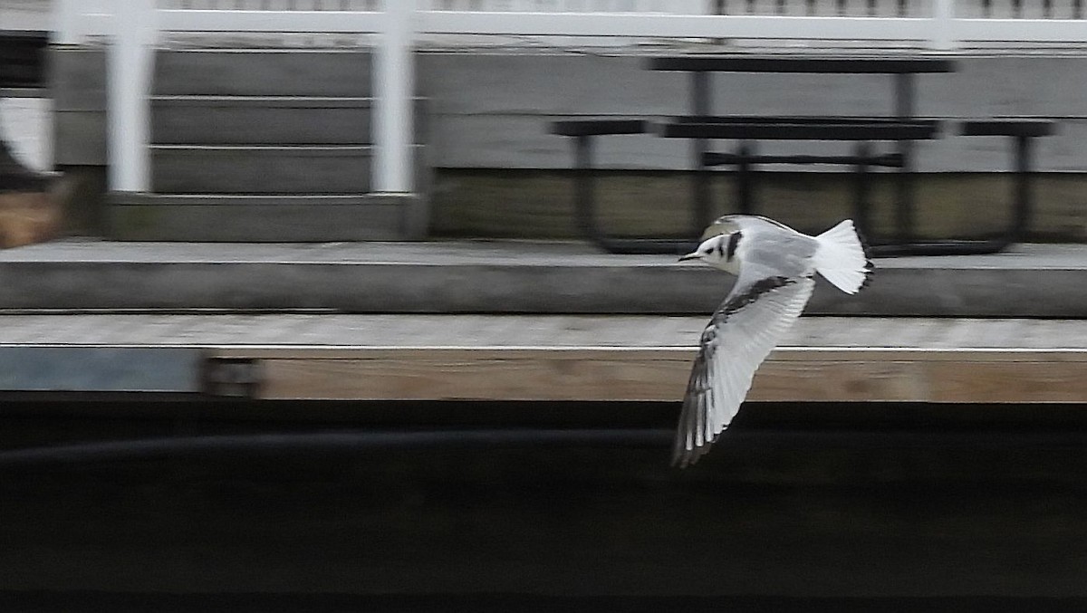 Black-legged Kittiwake - ML545663741