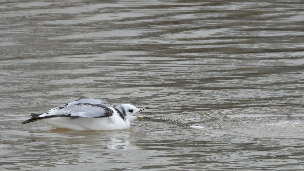 Mouette tridactyle - ML545663761