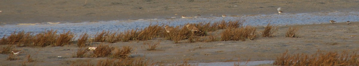 Senegal Thick-knee - ML54566461