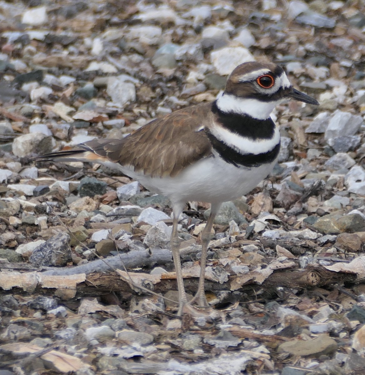 Killdeer - ML545664741