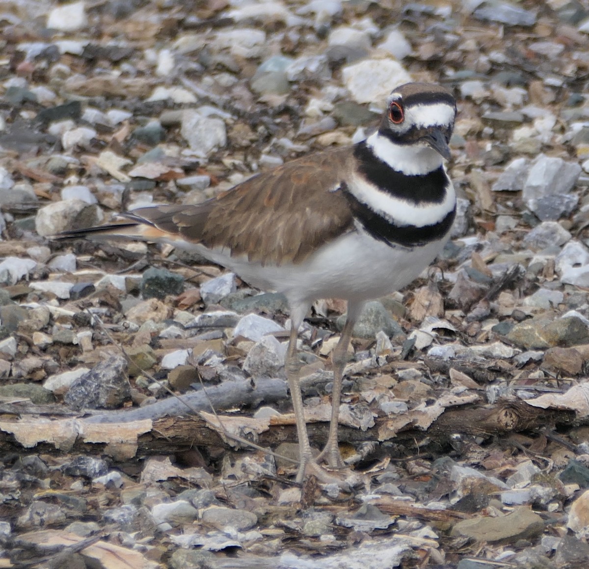 Killdeer - ML545664751