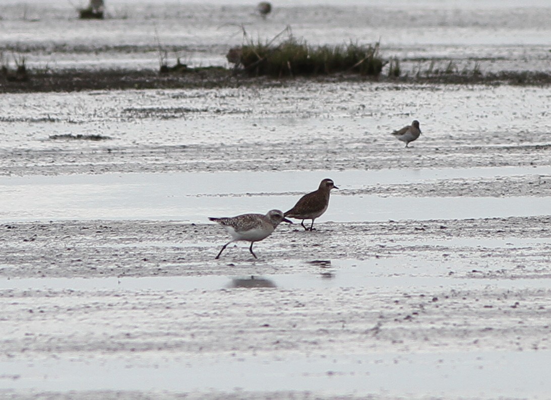 American Golden-Plover - Steven Glynn