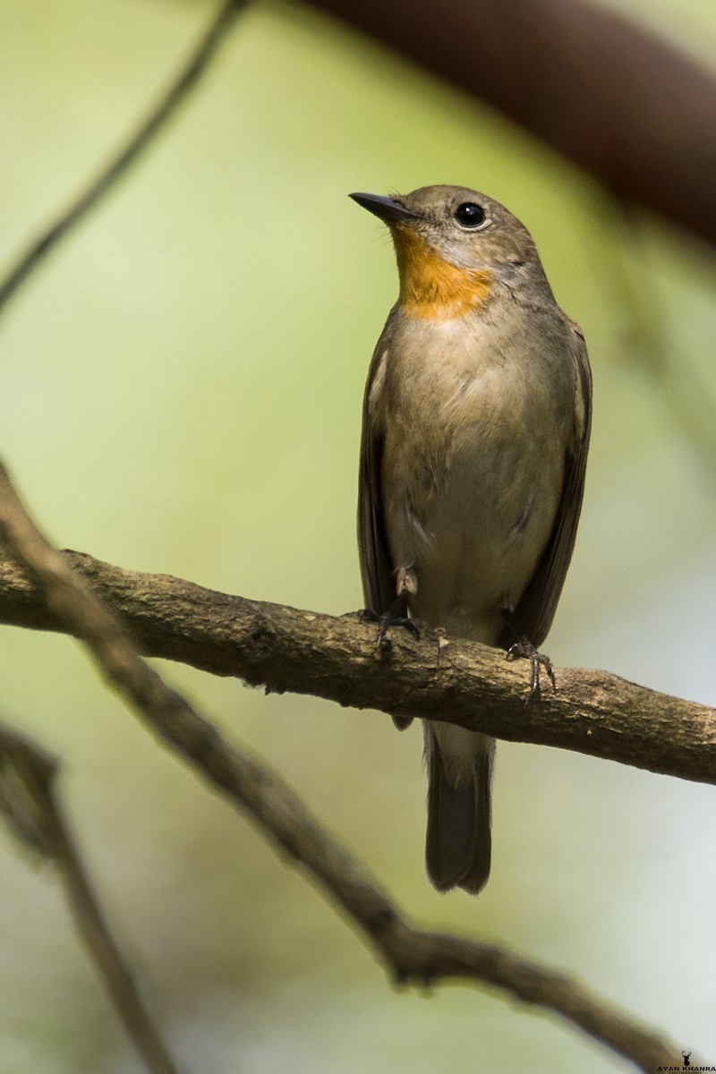 Taiga Flycatcher - ML54566771