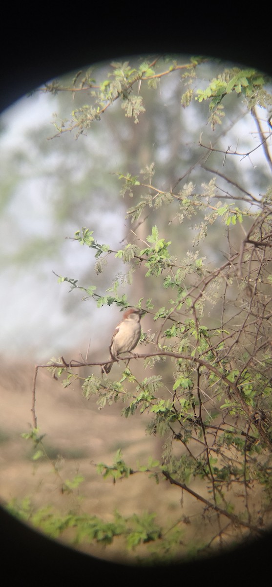 Sind Sparrow - ML545669011