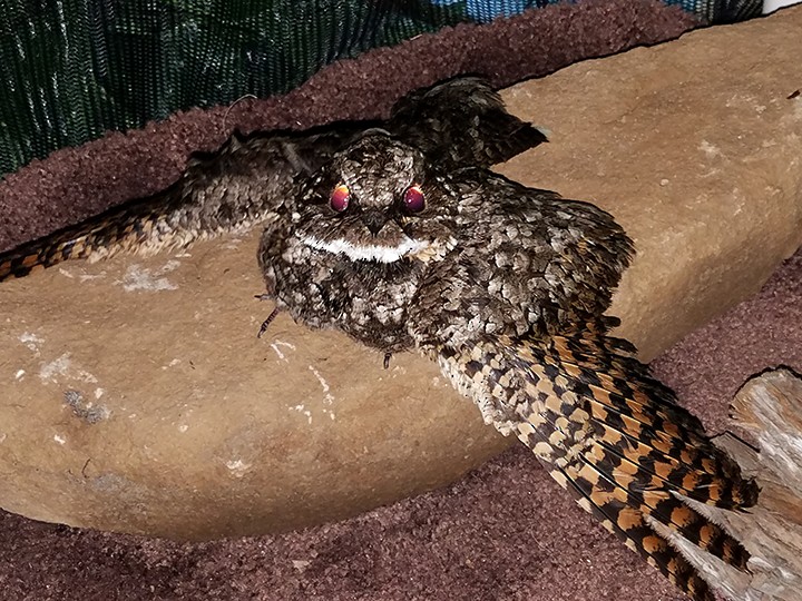 Common Poorwill - ML54566981