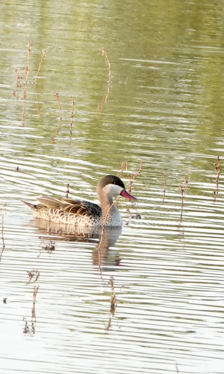 Canard à bec rouge - ML545670301