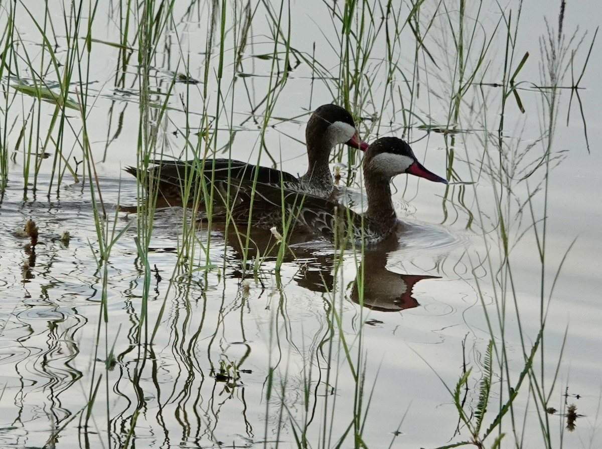 Canard à bec rouge - ML545670311