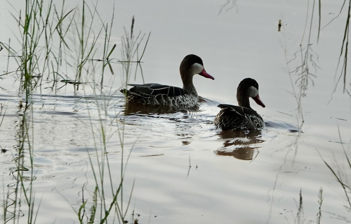 Canard à bec rouge - ML545670321