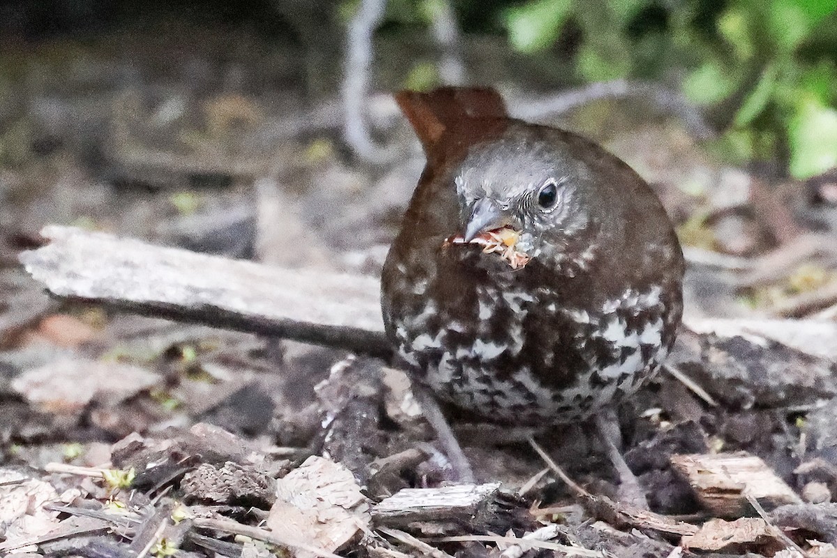 Fox Sparrow (Sooty) - ML545671081