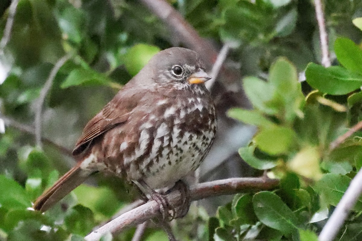 Fox Sparrow (Sooty) - Garrett Lau