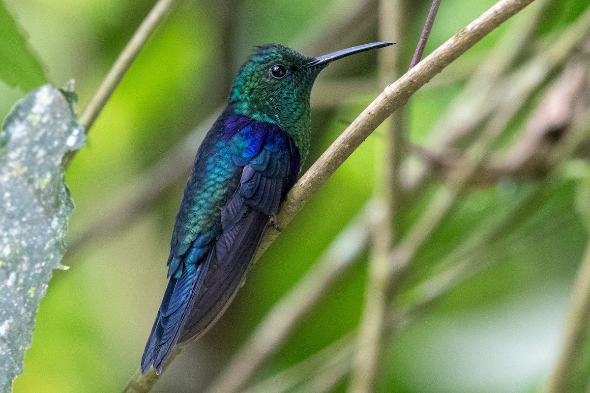 Violettkronennymphe (Green-crowned Woodnymph) - ML545672401