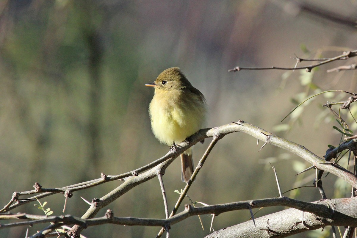 Western Flycatcher (Pacific-slope) - ML545672671