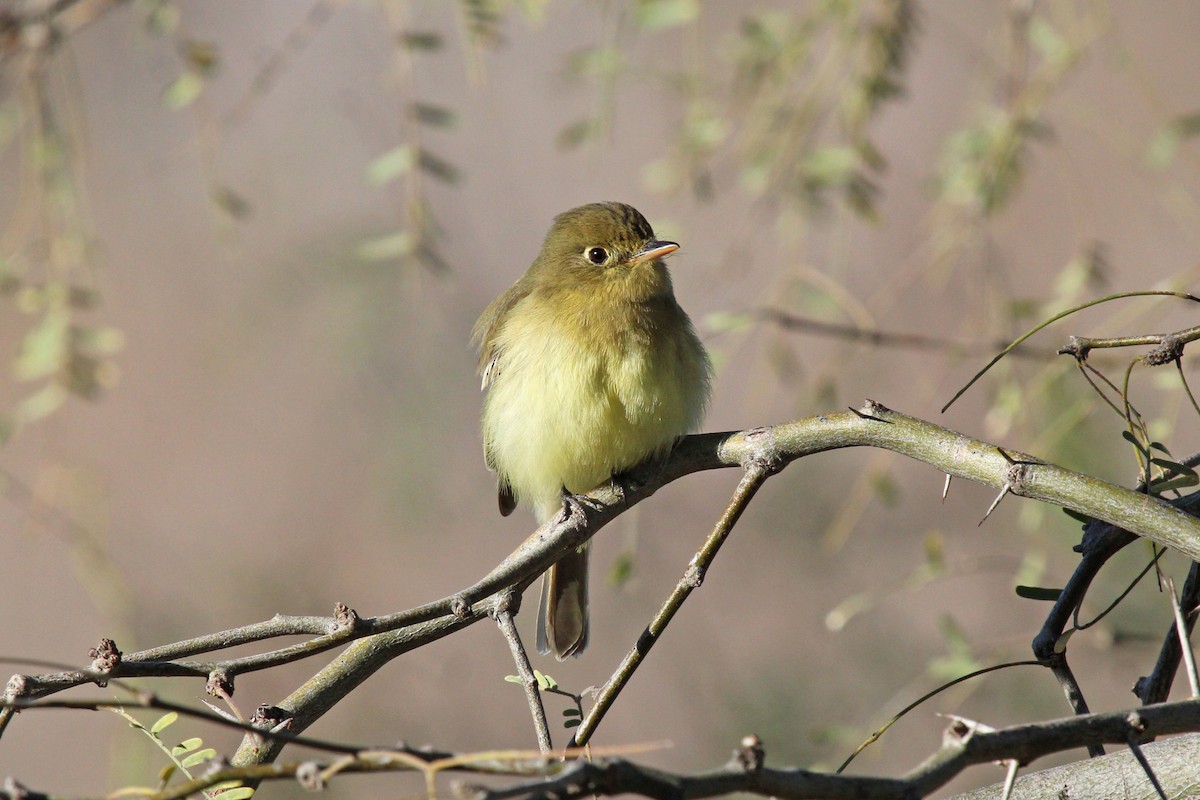 Western Flycatcher (Pacific-slope) - ML545672681