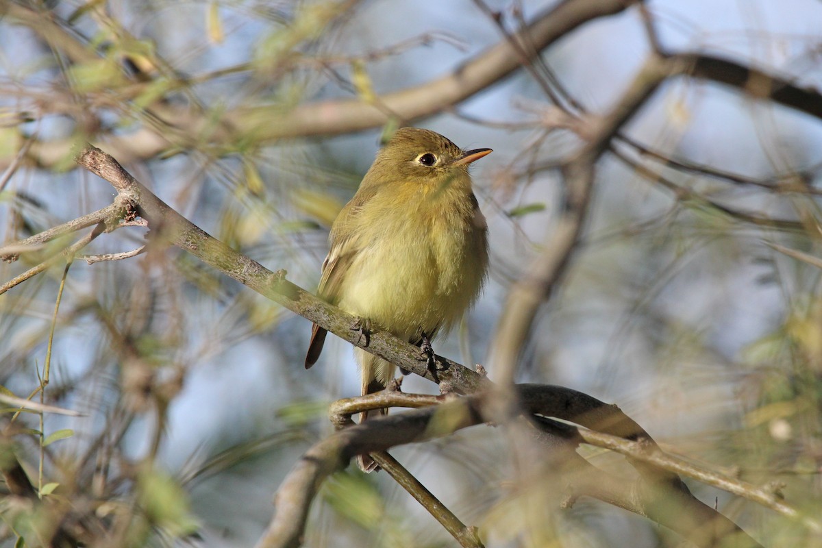 Western Flycatcher (Pacific-slope) - ML545672701