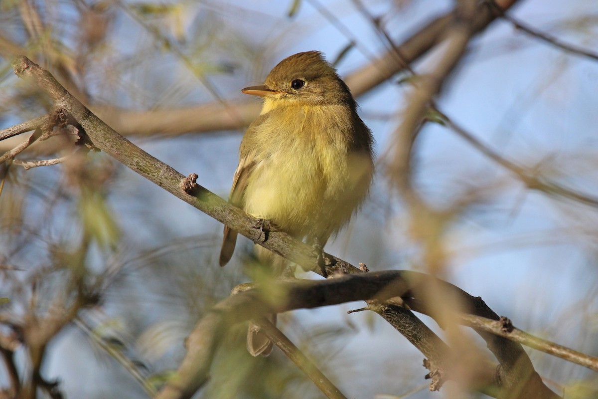 Western Flycatcher (Pacific-slope) - ML545672721