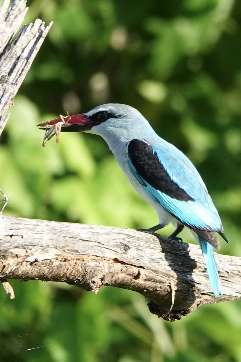 Woodland Kingfisher - Bonnie Clarfield-Bylin