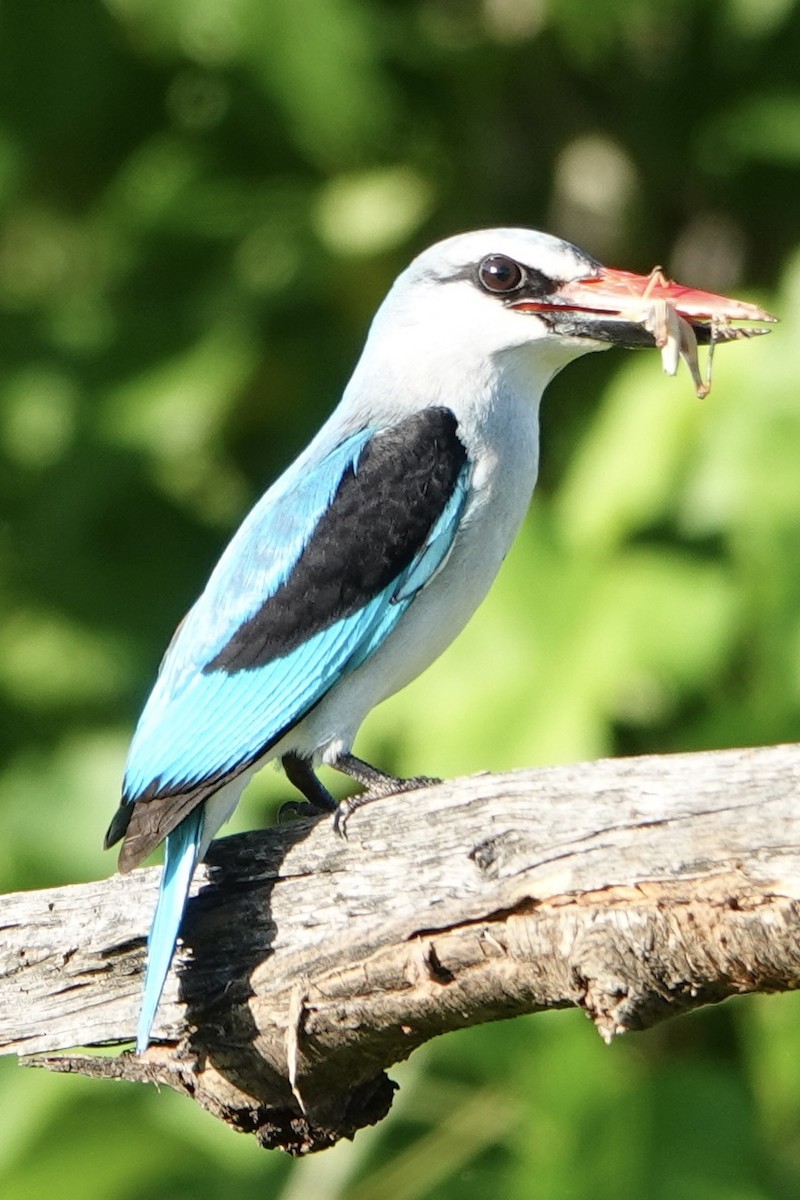 Woodland Kingfisher - Bonnie Clarfield-Bylin