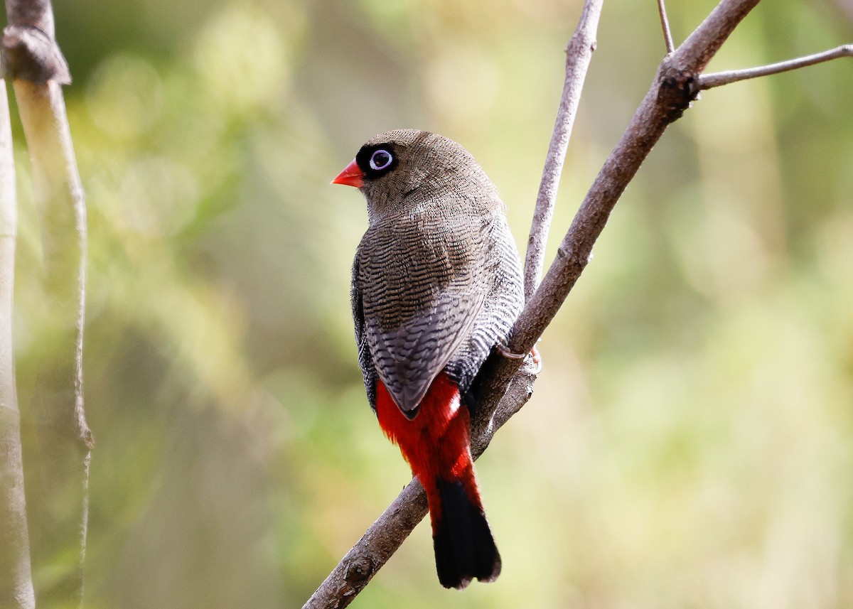 Beautiful Firetail - ML545673861