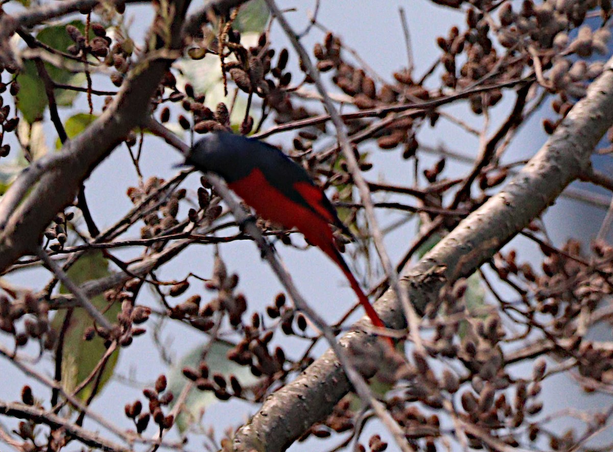 Short-billed Minivet - Ayon Bhattacharjee