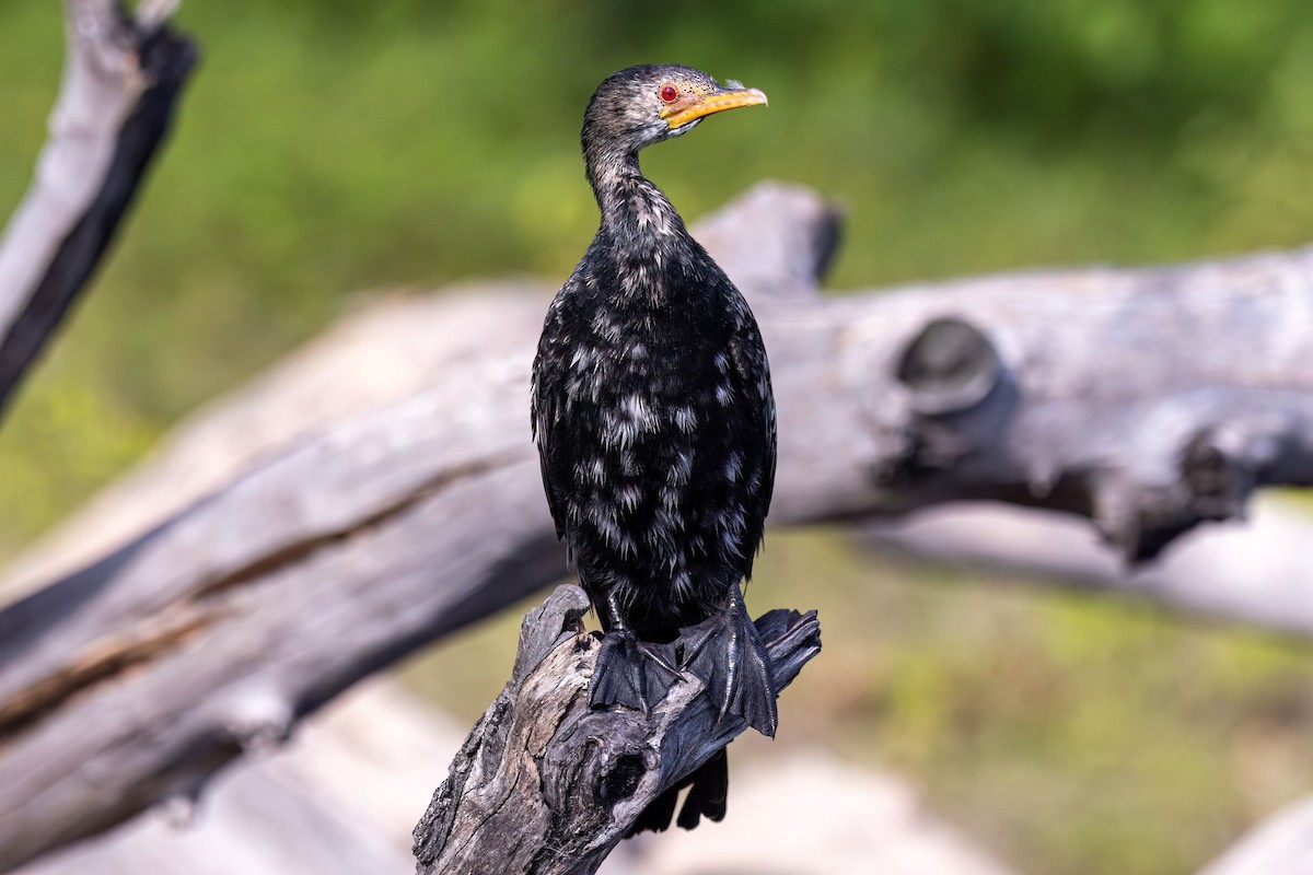 Long-tailed Cormorant - Steve Potter