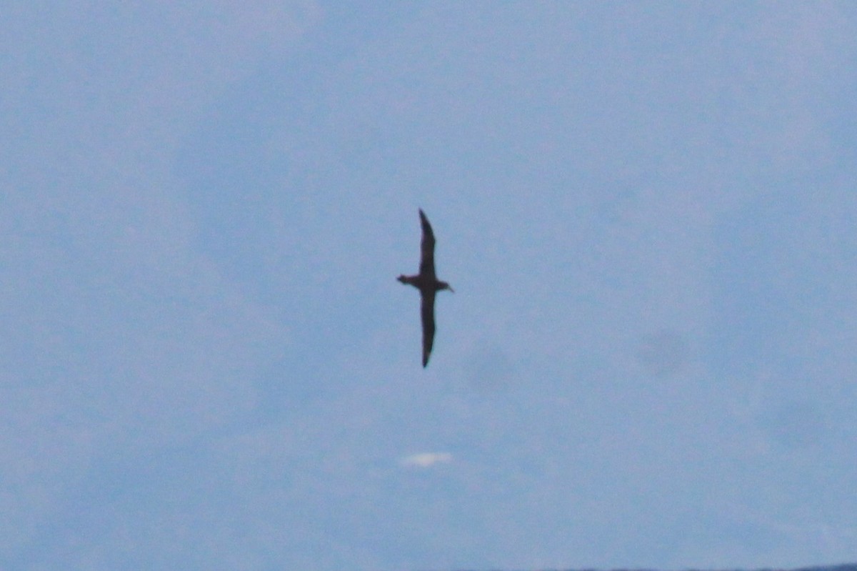 Black-footed Albatross - ML545679041