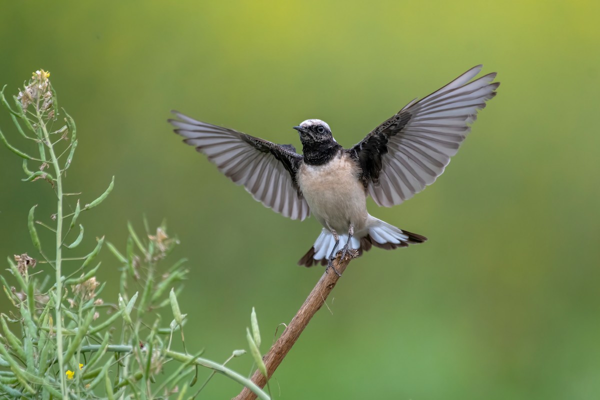 Pied Wheatear - Deepak Budhathoki 🦉