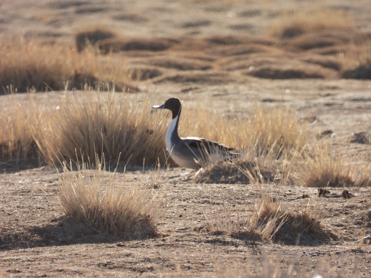 Northern Pintail - ML545682071