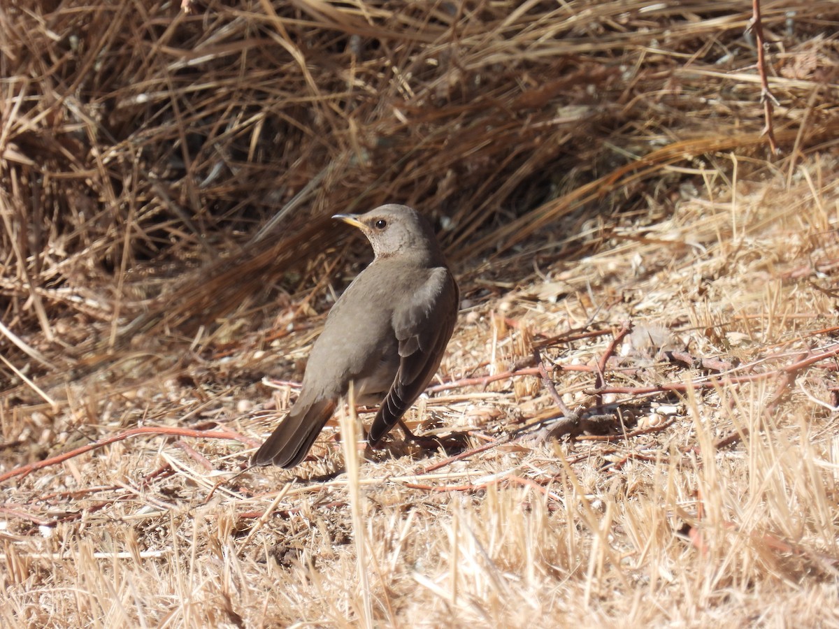 Black-throated x Red-throated Thrush (hybrid) - ML545682131
