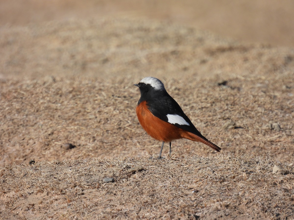 White-winged Redstart - ML545682151