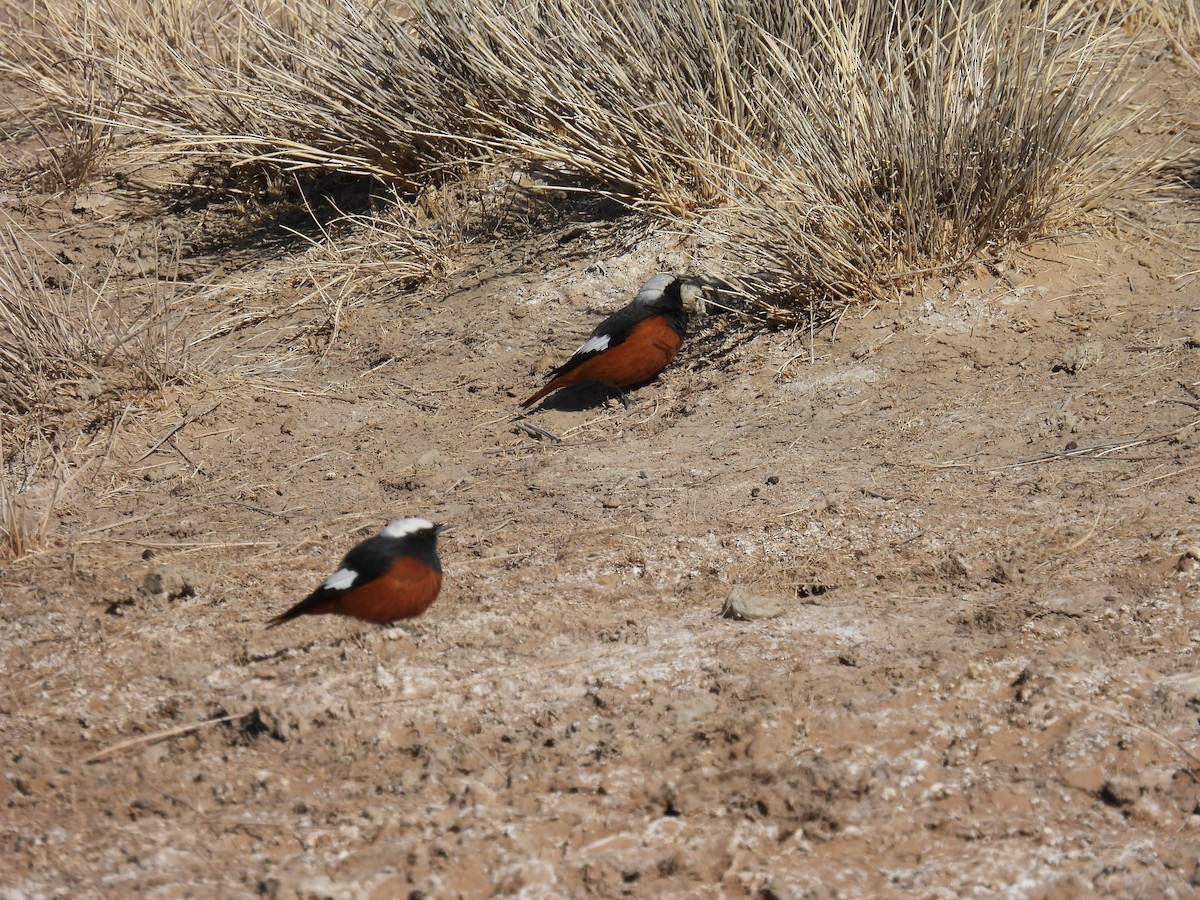 White-winged Redstart - ML545682171