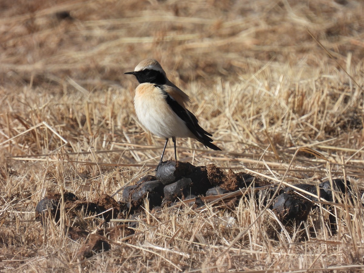 Desert Wheatear - ML545682241