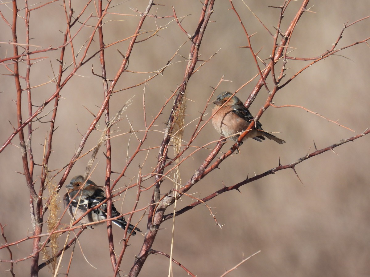 Common Chaffinch - ML545682261