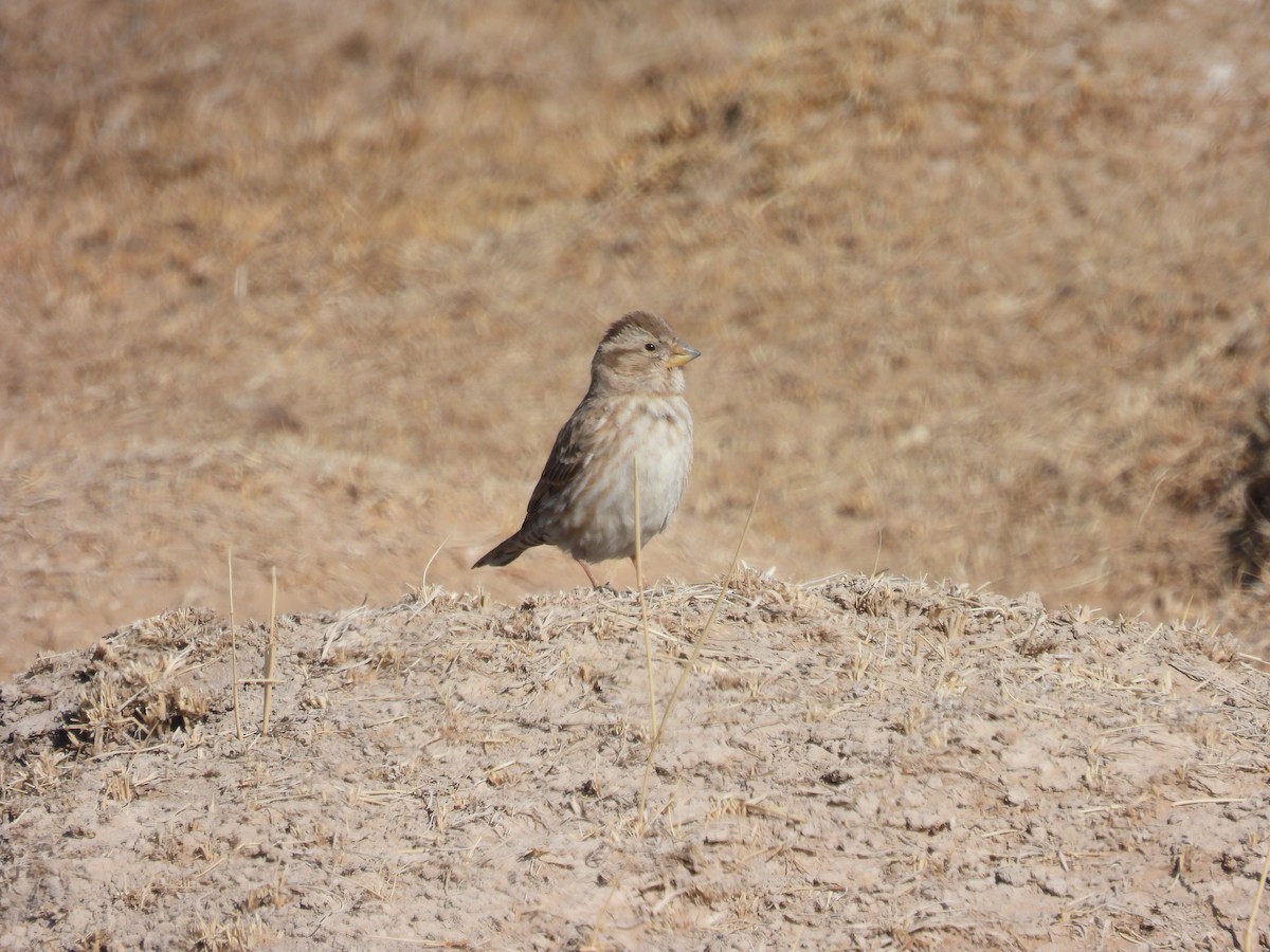 Rock Sparrow - ML545682291