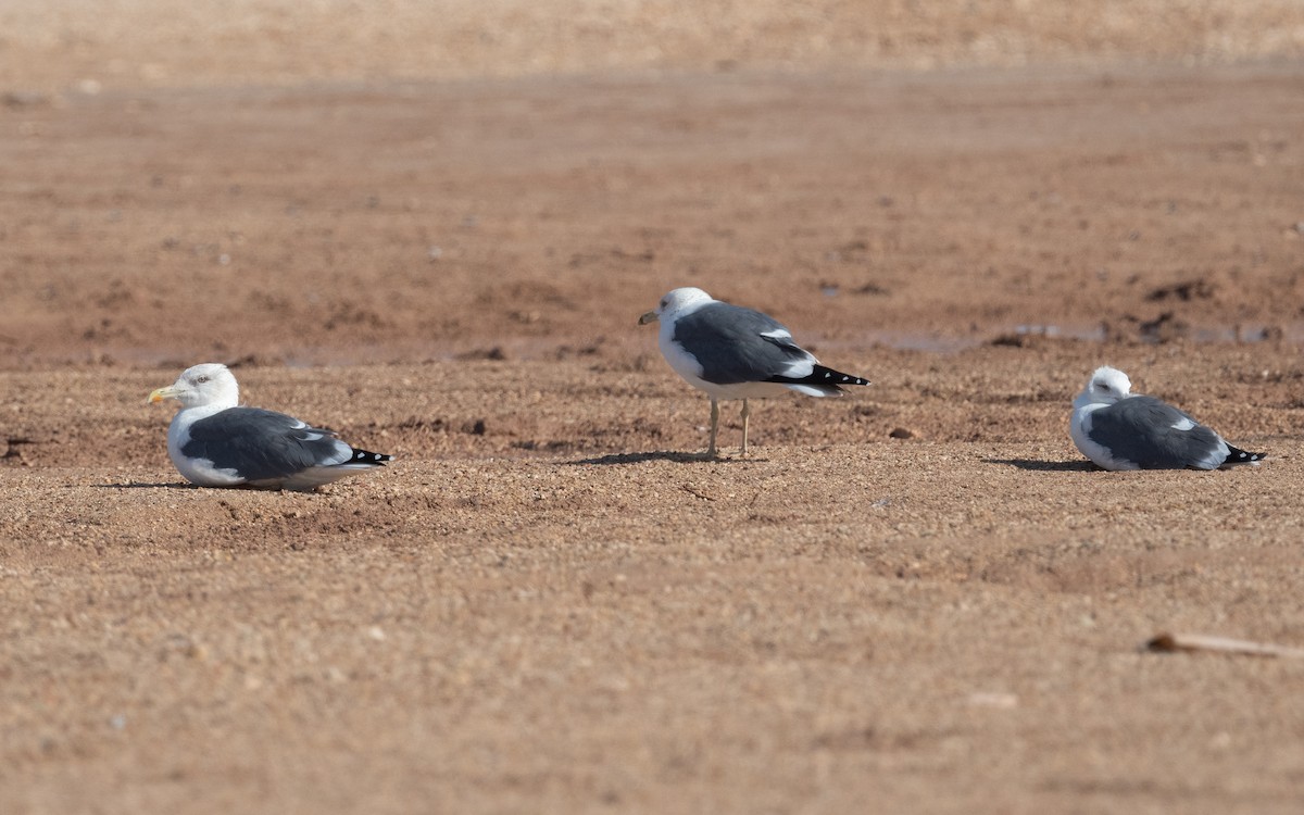 Lesser Black-backed Gull (Heuglin's) - ML545682391
