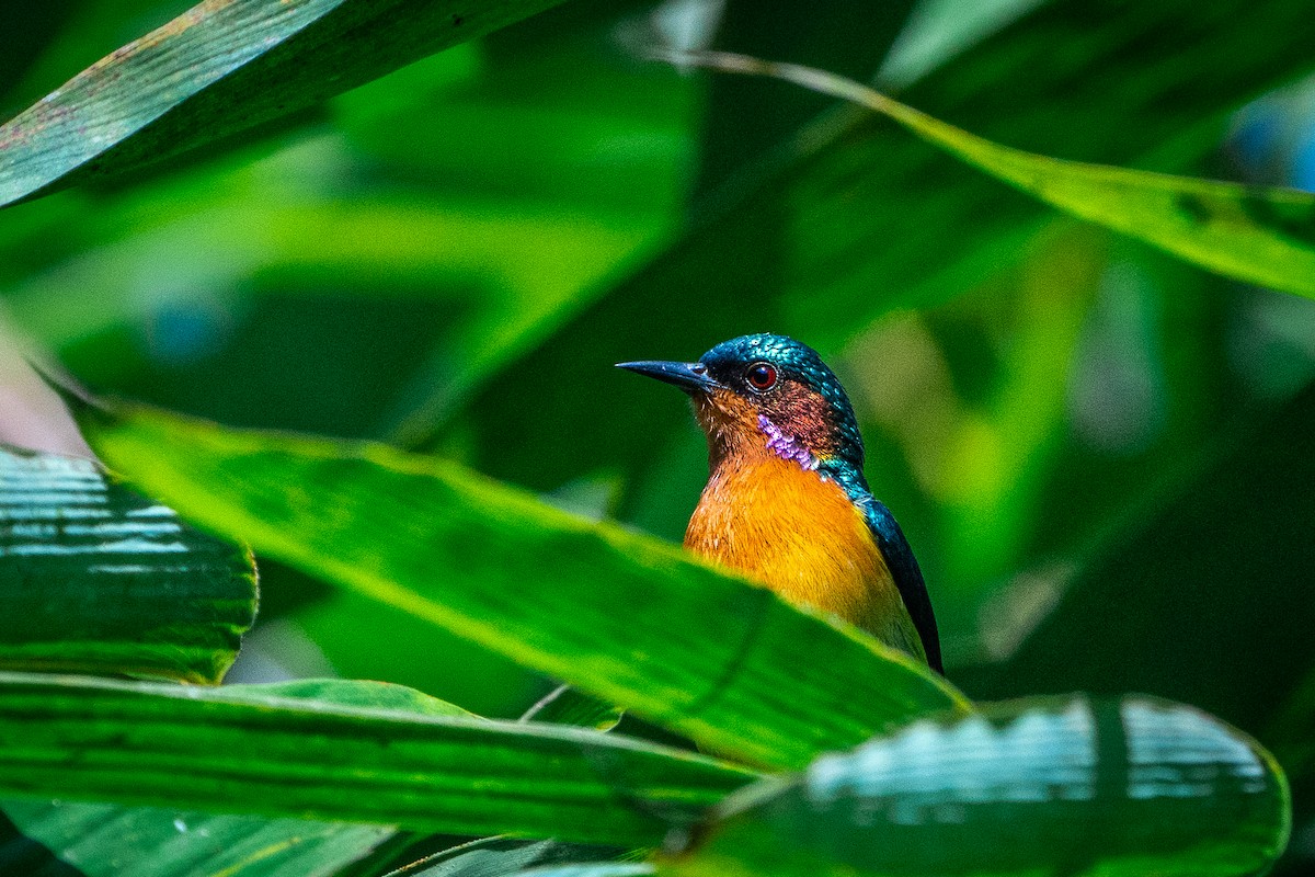 Ruby-cheeked Sunbird - ML545683501