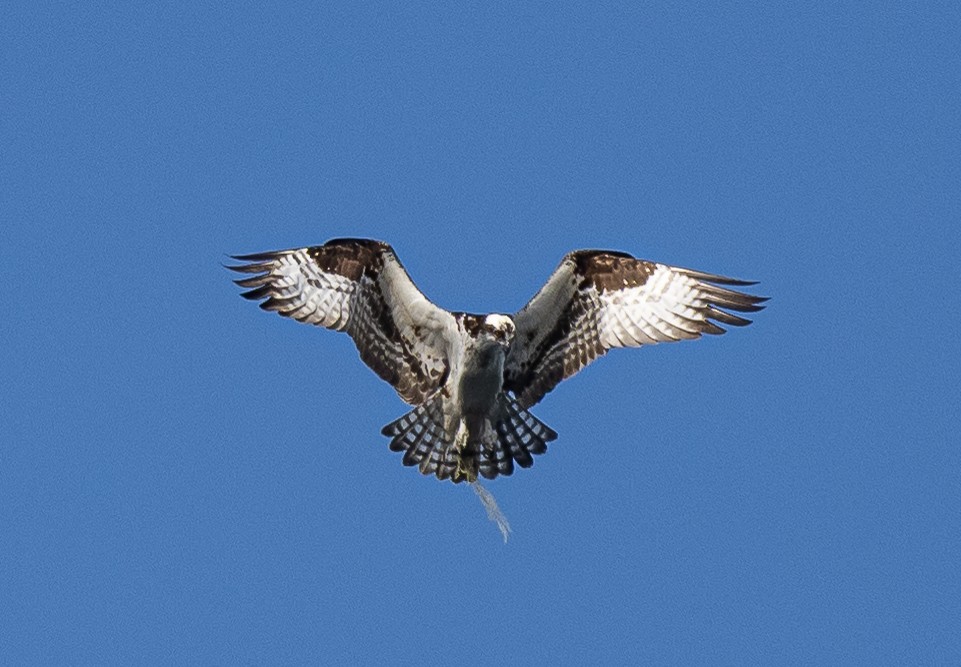 Balbuzard pêcheur - ML545683791