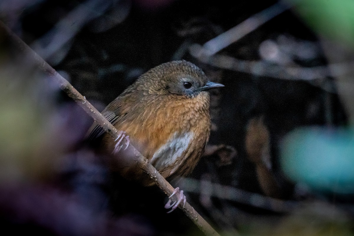 オナガサザイチメドリ - ML545683831