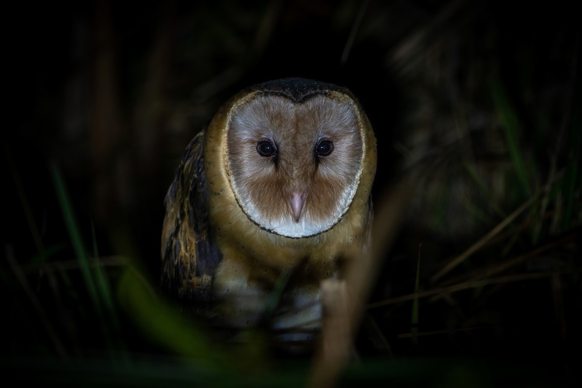 Australasian Grass-Owl - ML545684061