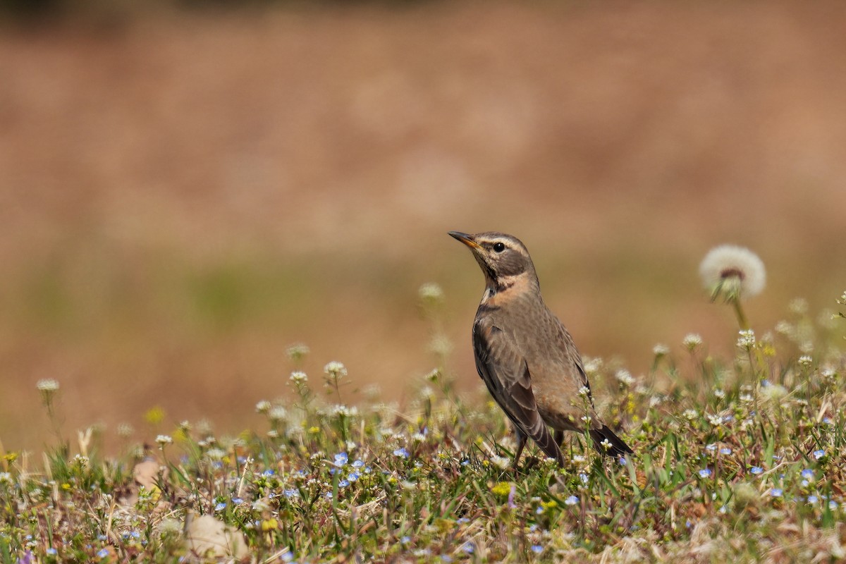 紅尾鶇 - ML545684141