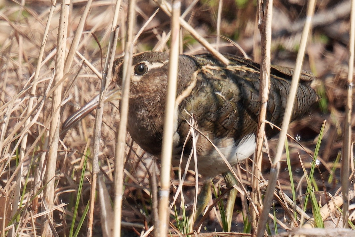 彩鷸 - ML545684421