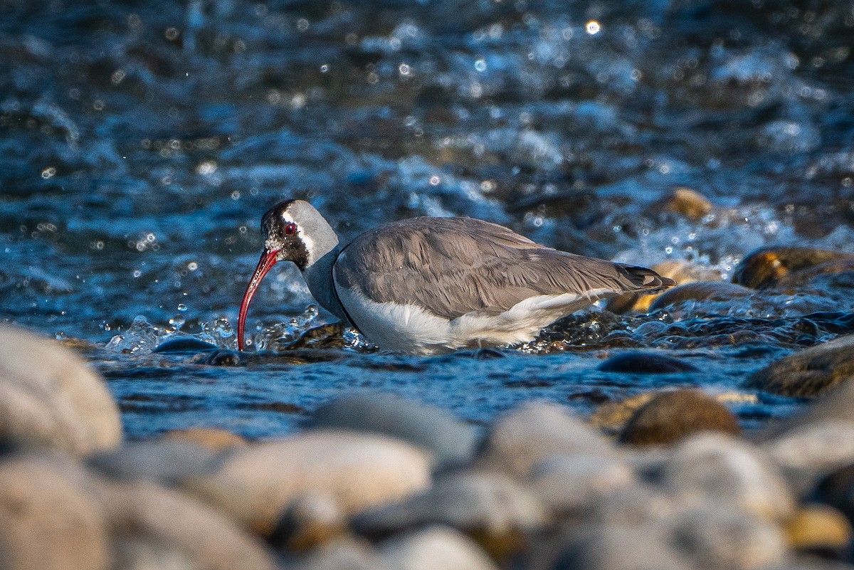 トキハシゲリ - ML545684601