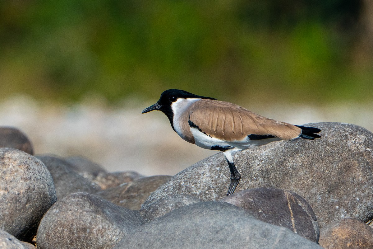 カタグロツメバゲリ - ML545684621