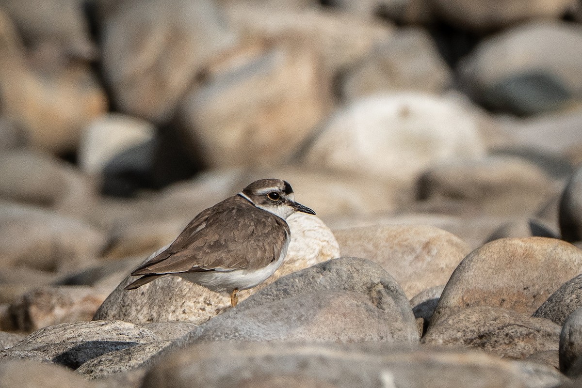 イカルチドリ - ML545684741