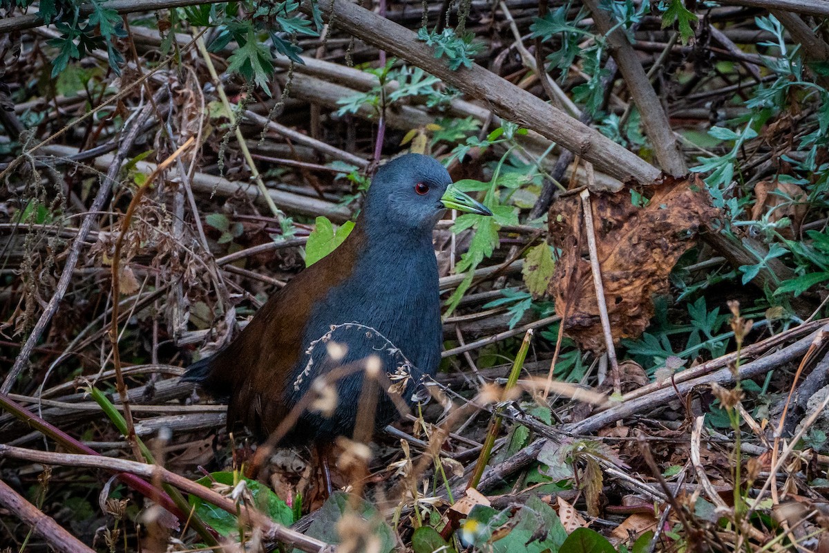 オグロクイナ - ML545685041