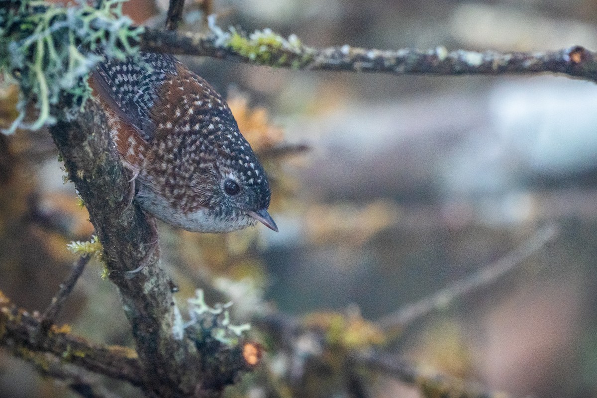 シマオサザイチメドリ - ML545685511