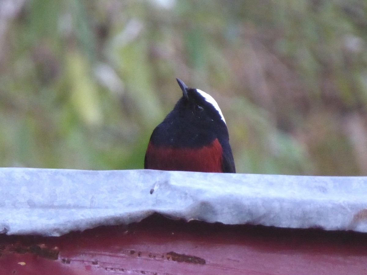 White-capped Redstart - ML545685801